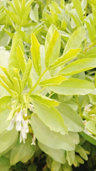 ممكن اعرف ايه سبب الاصفرار ده  وارش ايه ؟؟